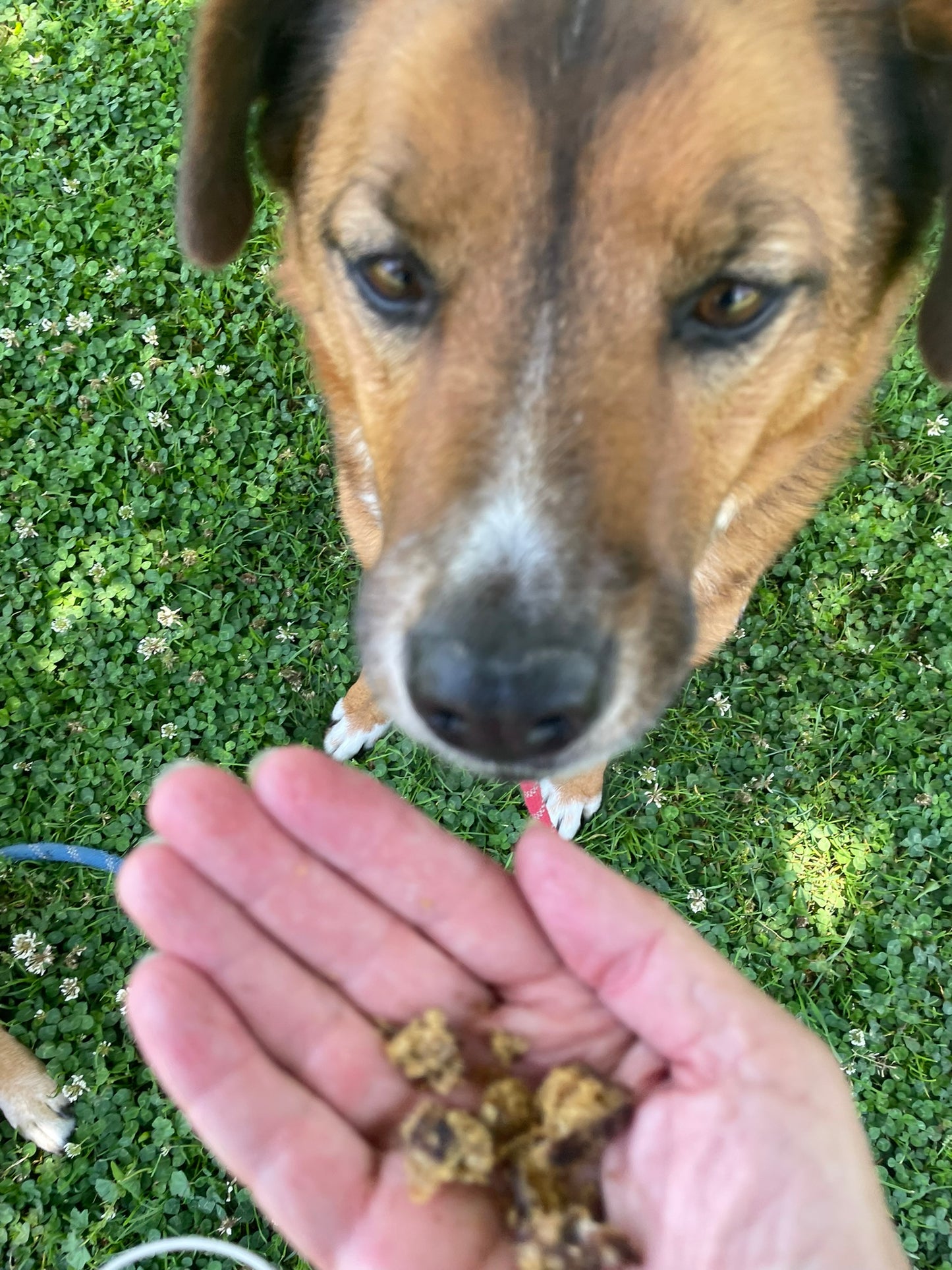 Rabbit Crunchies Meal Toppers with Shaker for Dogs & Cats