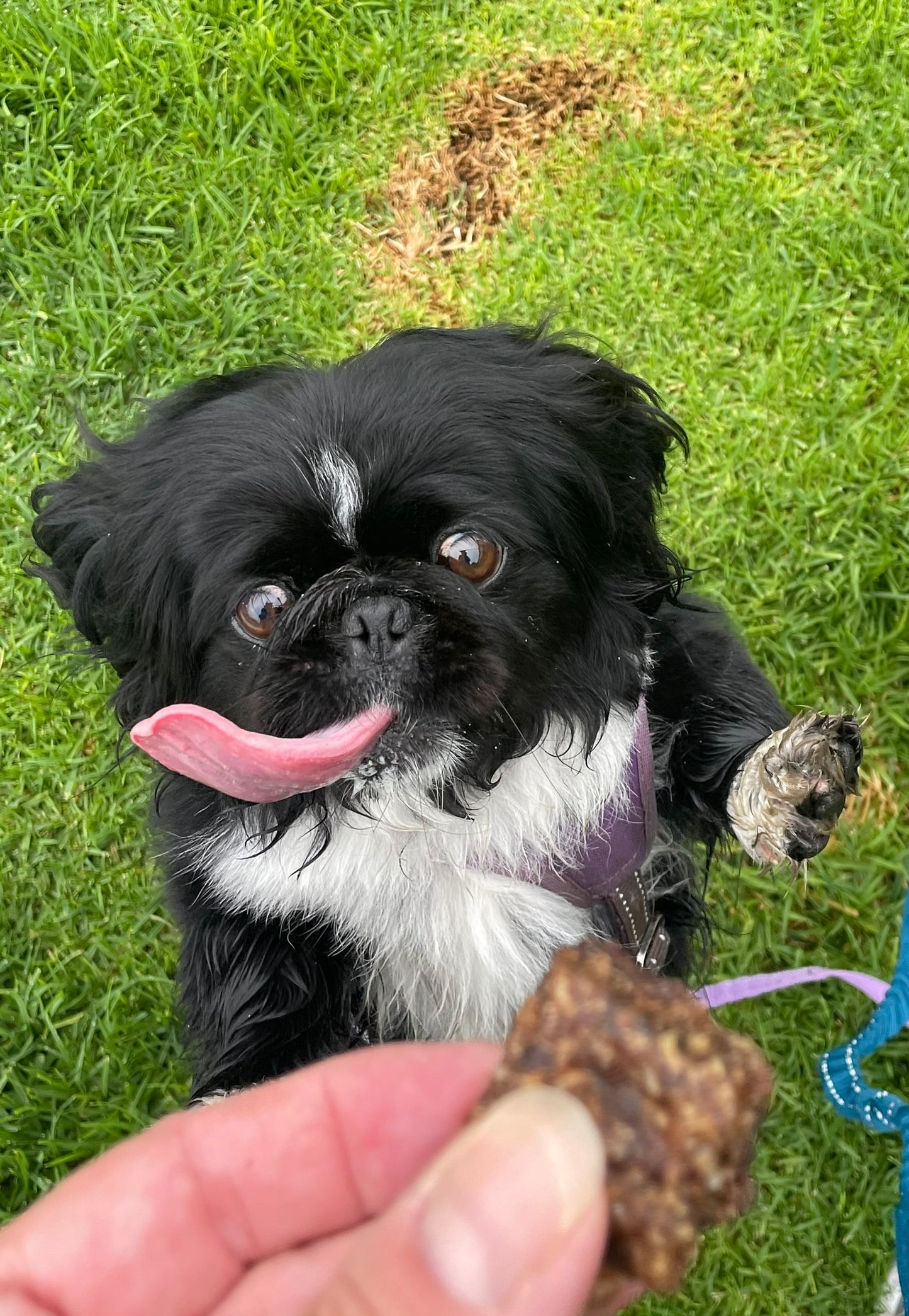 Rabbit Snackers for Dogs & Cats
