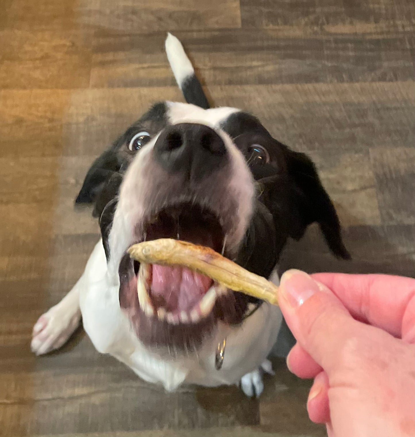 Smelt Fishies Snackers for Dogs & Cats